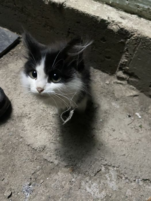 Отдаю котенка в добрые руки