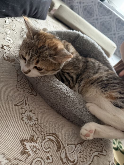 Отдам Котенка