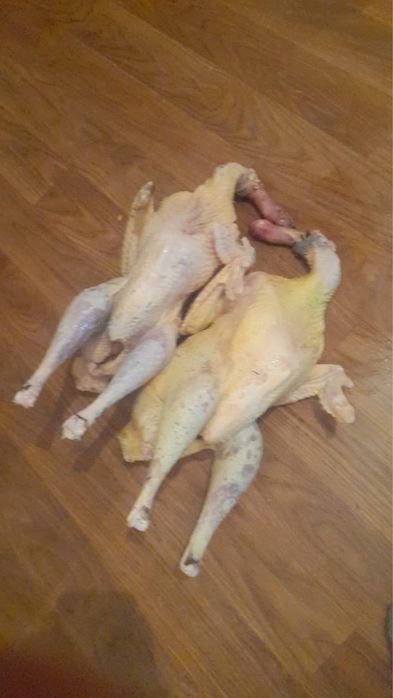 Продаю индюков