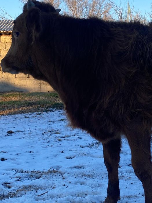 Огыз сатылады еркек