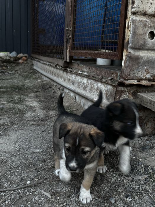 Митисы овчарки, звоните пищите