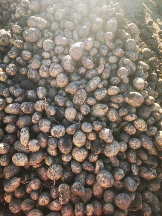 Vând cartofi 1 leu kg