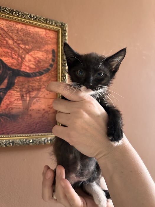 Отдам котят в хорошое руки