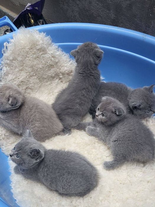 Mushuk sotiladi qoni toza britanskiy