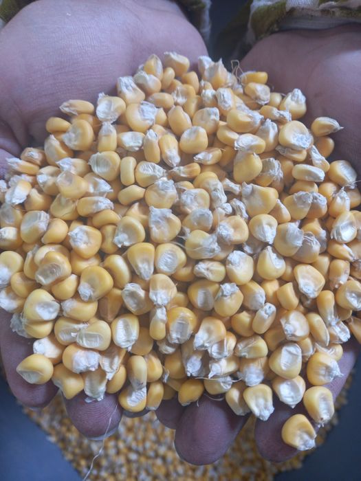 Продаётся семена корейской кукурузы сладкий кукуруза часики 70 дней хо