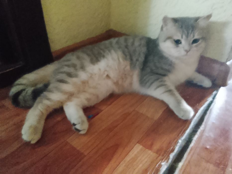 Сеамская кошка а также кот британской