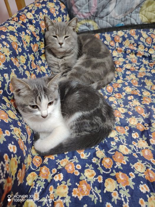 Rus pornografik rasmlar pul uchun qizlarni sikish