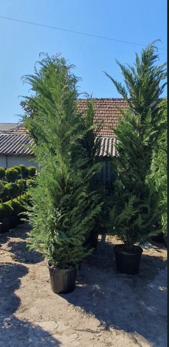 Leylandii de vanzare