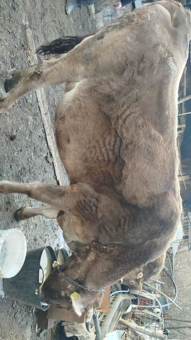 Vând vacă bună de lapte cu vițel bruna de Maramureș