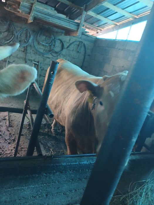 Продам быка 1,5 годавалого