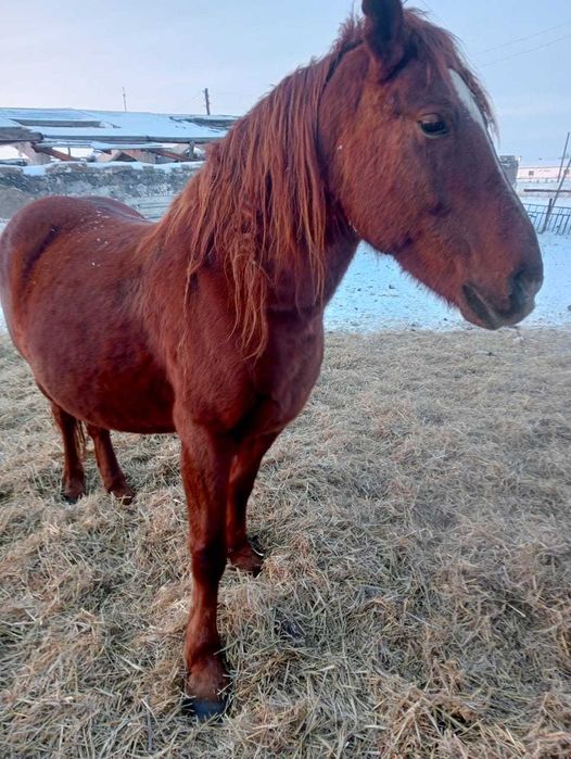 Кобылка на продажу