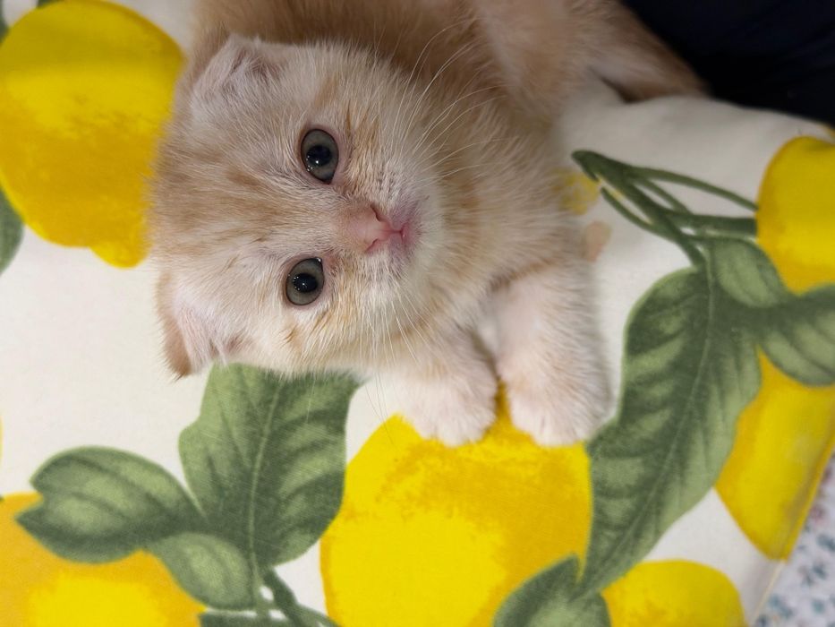 Вязка шотландский Скотишь страйт