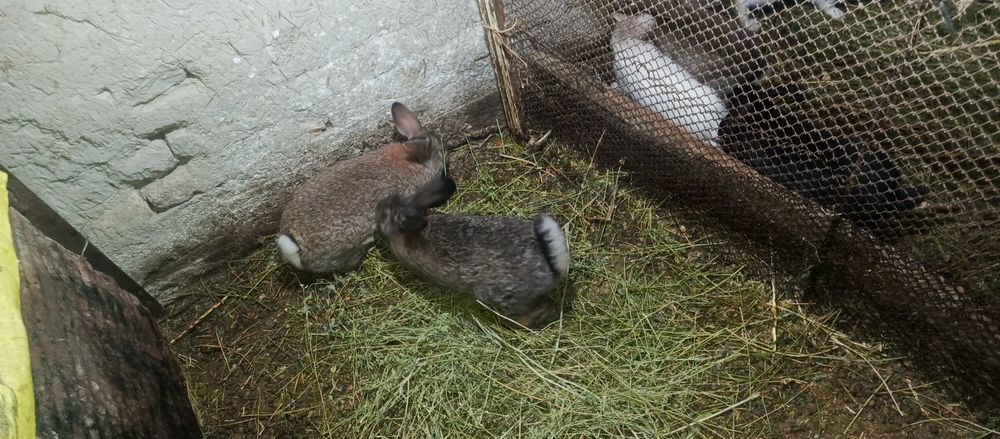 Nar quyon oʻgʻil bola 250mingdan