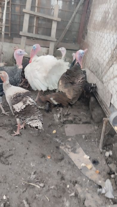 Продам индюшек и индюка