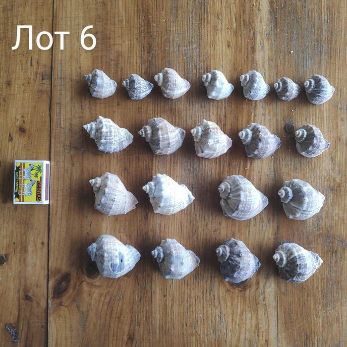 Натурални черупки от морски рапани, различни размери