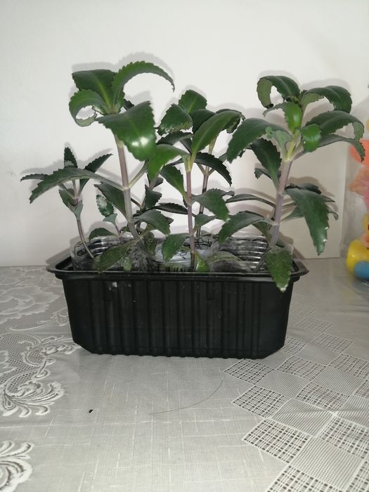 Каланхоэ лечебное