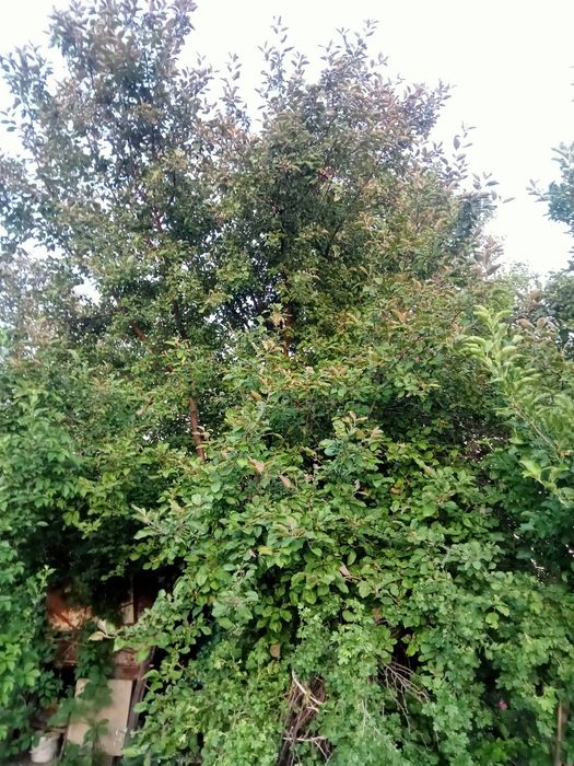 Продам дачу 12 соток