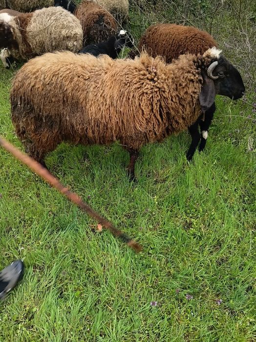 Продавам миналогодишен скопено коч