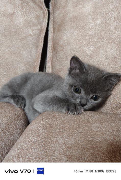 Котёнок в хорошую семью