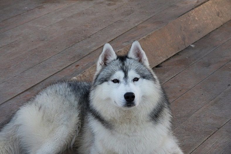 вязка от питомника