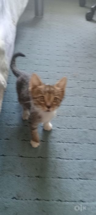 Отдам котят в добрые руки