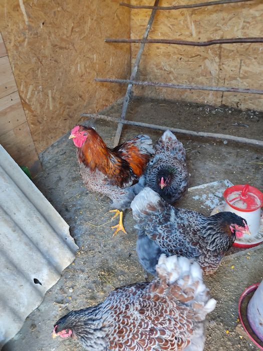 Ouă pt incubat - wyandotte, sussex porțelan, brahma, la bresse