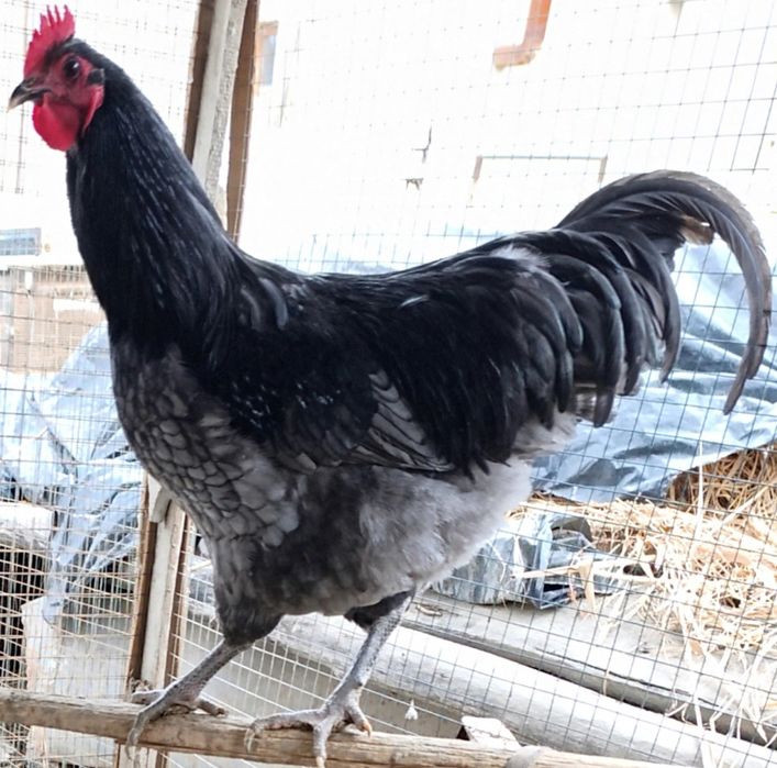 Австралорп хўрозлари сотилади