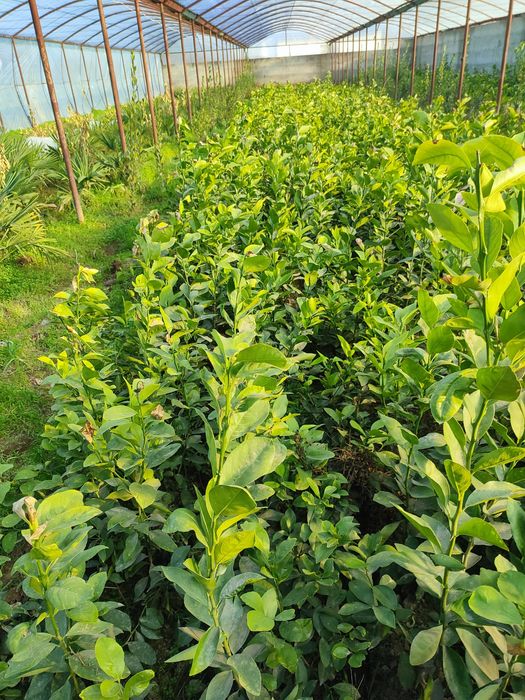 Лемон,апилси,мандарин кучатлар