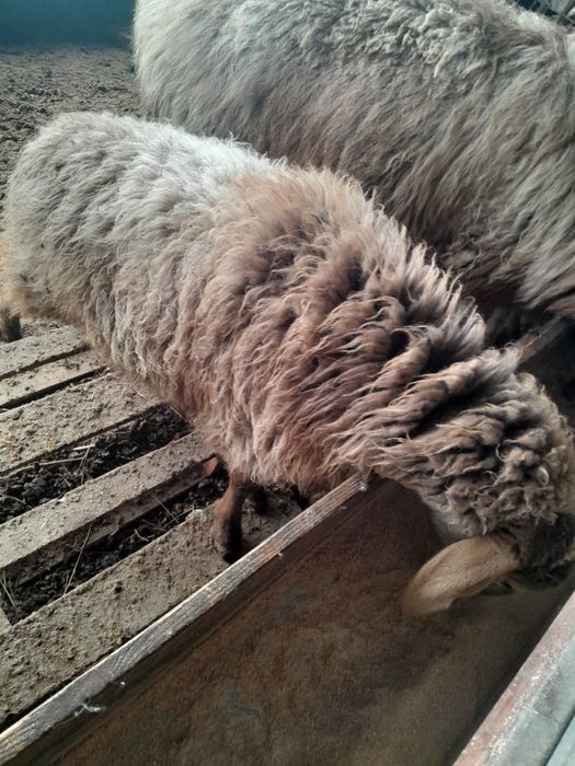 Койлар сатылымда