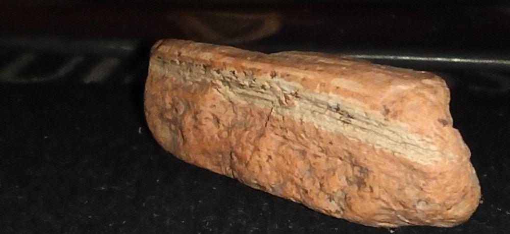 Уникальные фрагменты окаменевшего дерева эпохи динозавров.