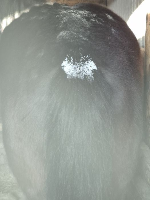 Продам лошадь жирный