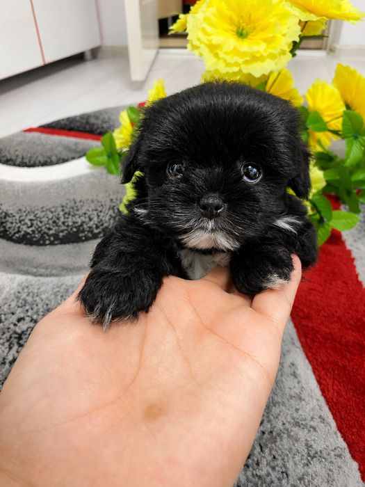 Maltipoo Poodle Tea Cup Toy