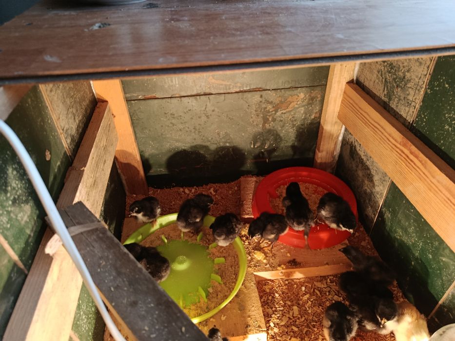 Qora shaxzoda va kulangi jujalar