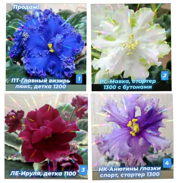 Сортовые фиалки разные