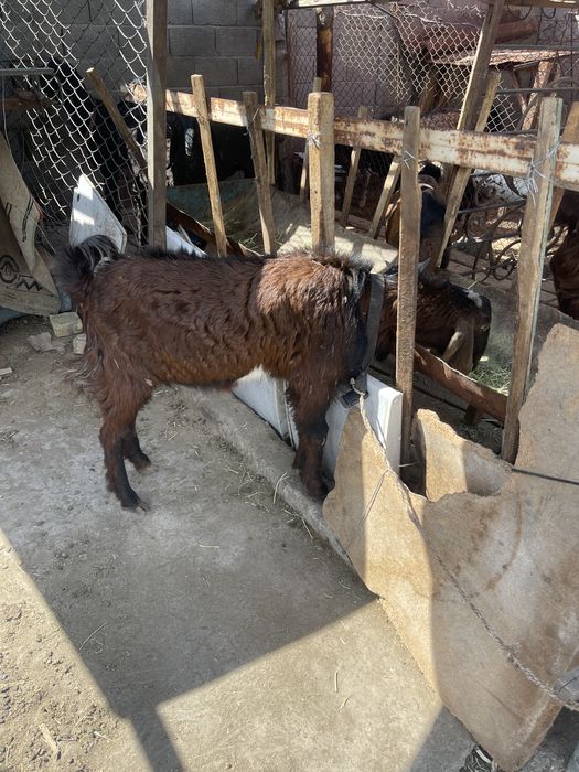 Теке ешкілер сатылады