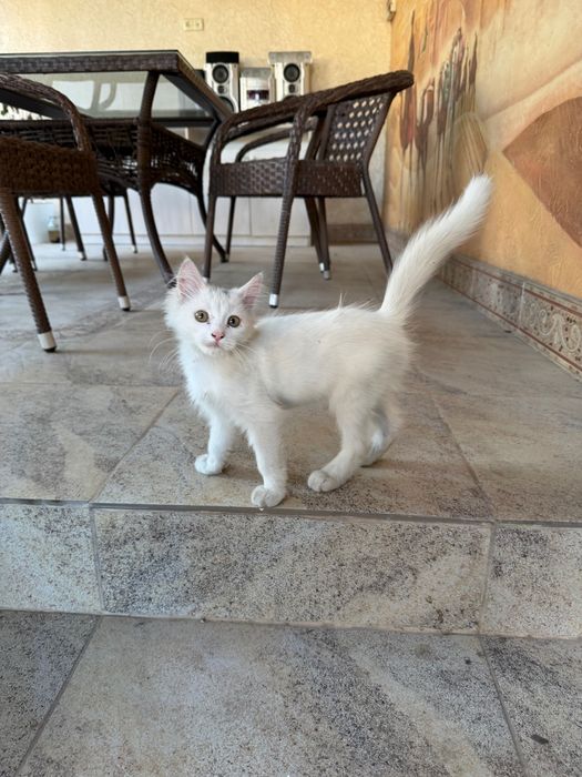 Котенок марғау.,
