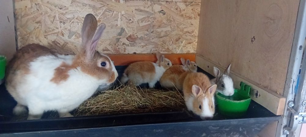 Iepurițe hicole cu pui de vânzare
