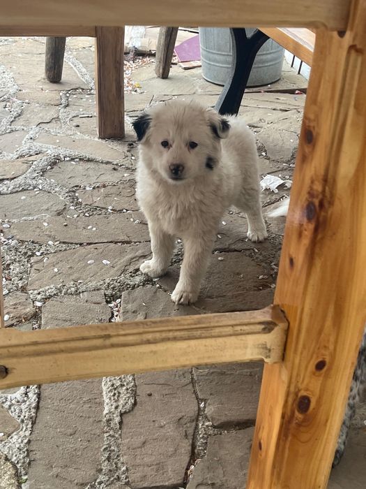 Donez cățeluș, are 4 luni, rasă metis