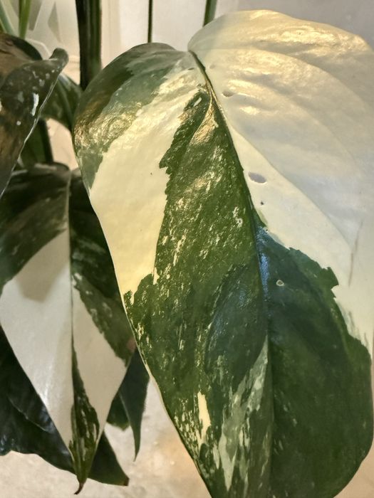 Эпипренум пинантум вайт