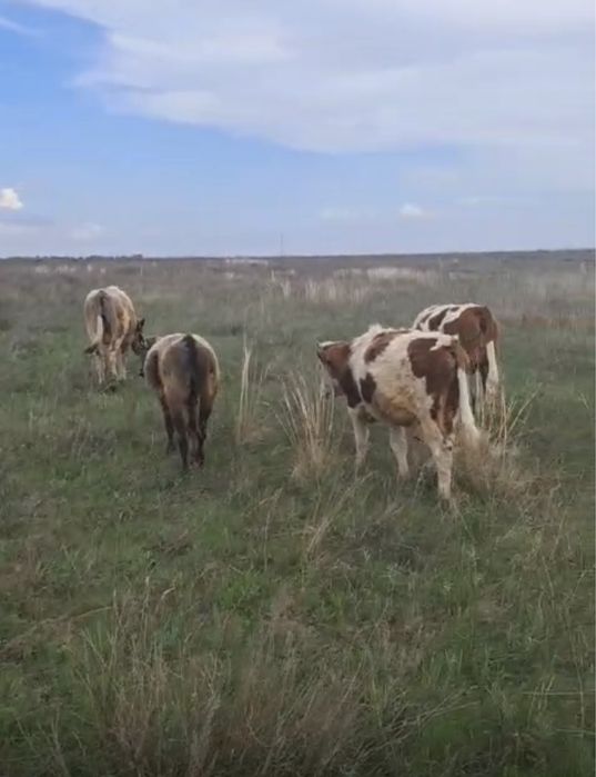Продаются коровы с телятами.