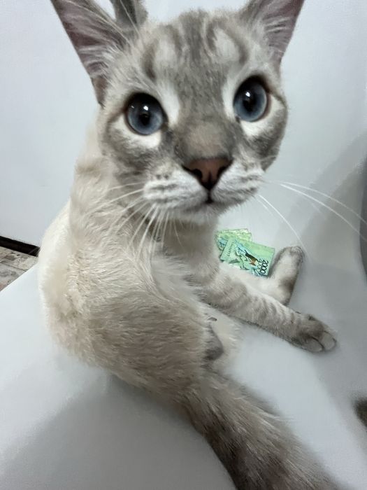 Отдам в добрые руки бесплатно