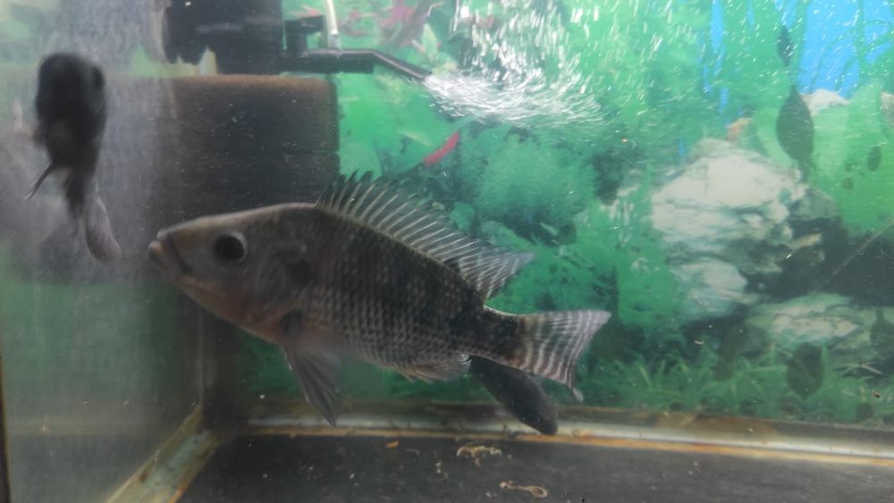 Тиляпия род цихлид