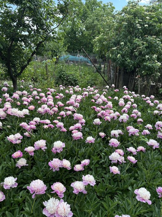 Bujori de gradina