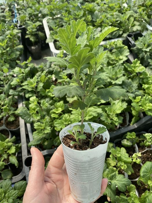 Корейская хризантема