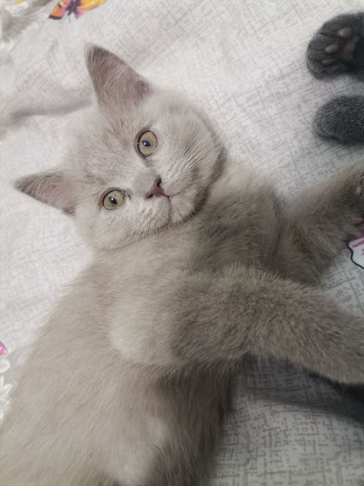 скотиш страйт мальчик