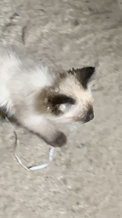 котенок красивые