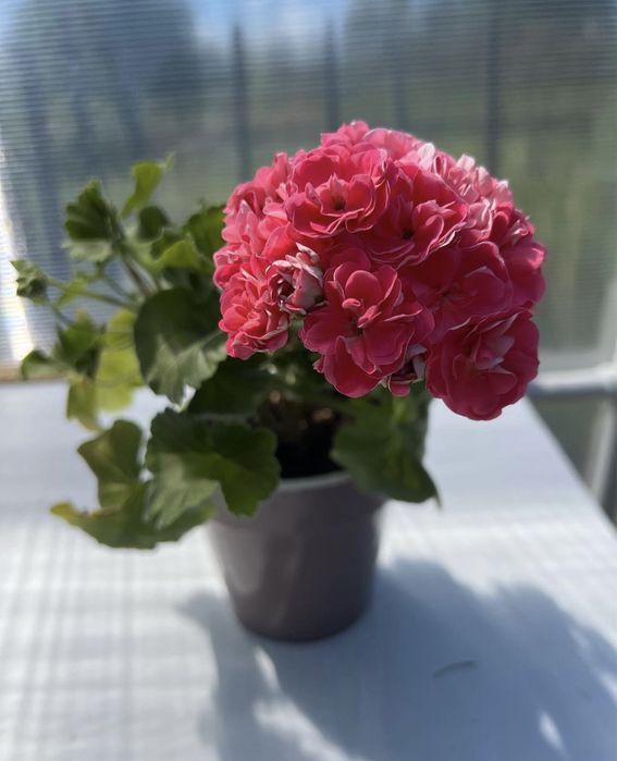 Сортовые пеларгонии.