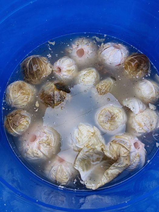 Varza murata plata de vanzare