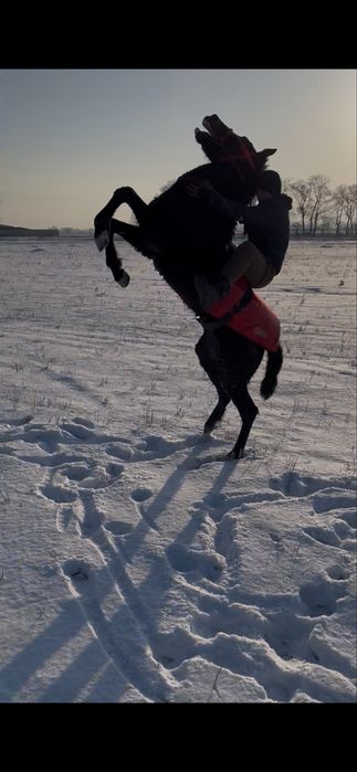 Лошадь полукровка