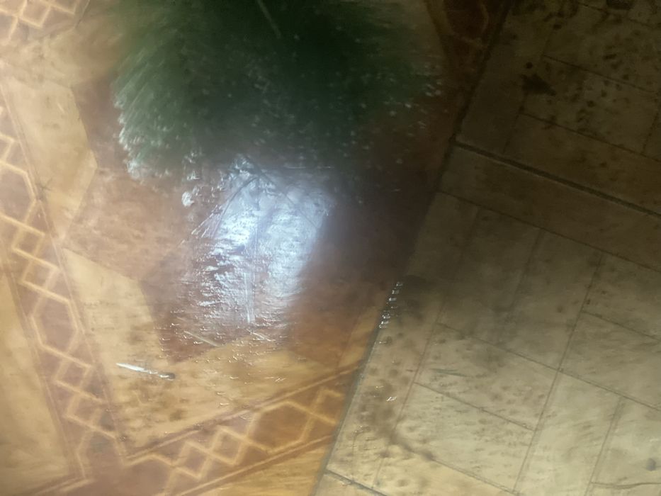 Елка с доставкой домой